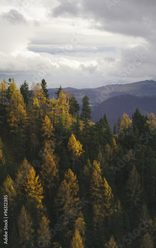 forest on cliff autumn landscape