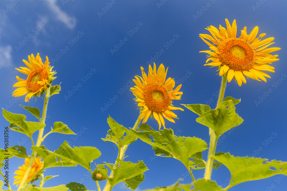 Naklejka premium Sunflower on blue sky