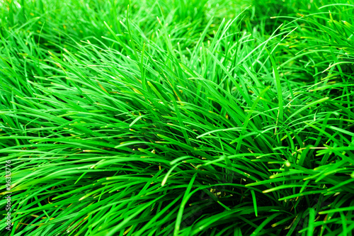 green lawn