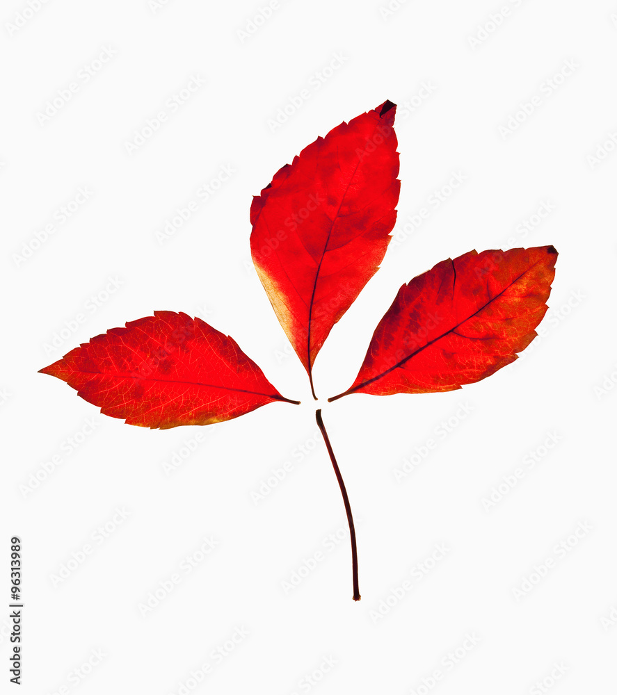 Closeup of Autumn Leafs - Isolated on White Closeup of Autumn Leafs - Isolated on White