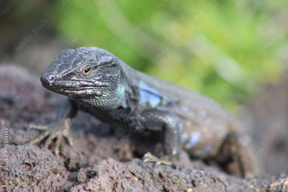 Obraz premium Lagarto, Gallotia galloti eisentrauti, Teide, Islas Canarias
