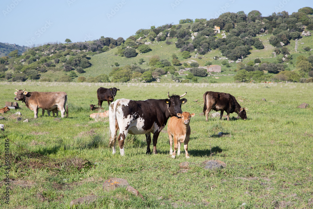 cows and cattle graze free in a wasteland, summer day cows and cattle graze free in a wasteland, summer day