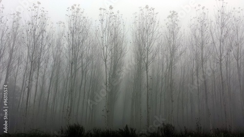 Nebbia nel pioppeto photo