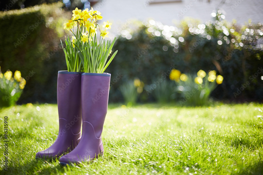 Daffodils Growing Out Of Purple Wellington Boots - obrazy, fototapety, plakaty 