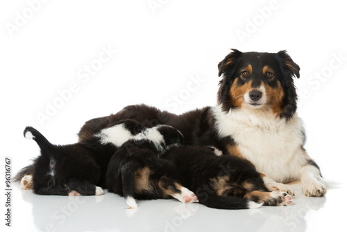 Fototapeta Naklejka Na Ścianę i Meble -  Säugende Hündin