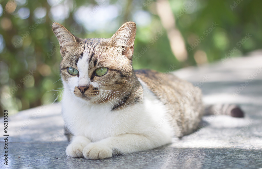 Obraz premium Pet cat