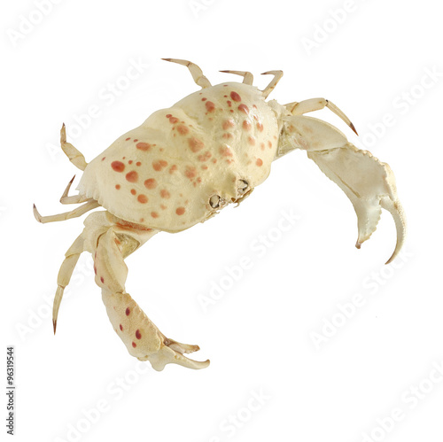 Tapety artystyczne White crab.