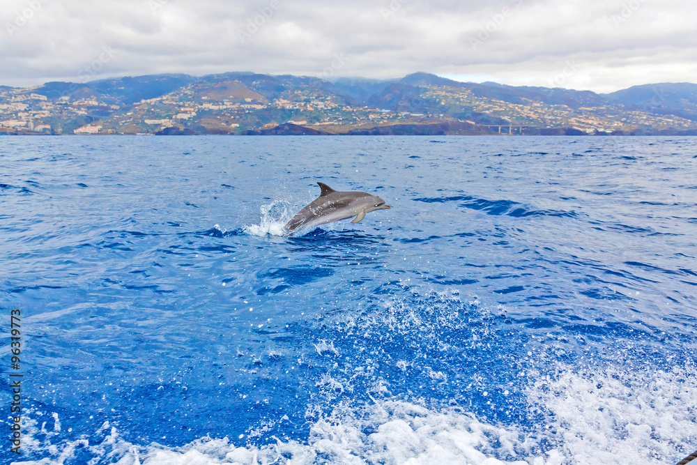 Naklejka premium Dolphin