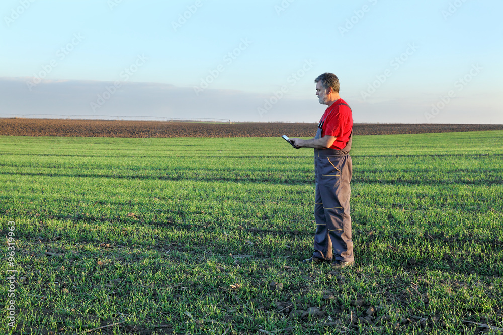 Agriculture, farmer examine wheat field using tablet