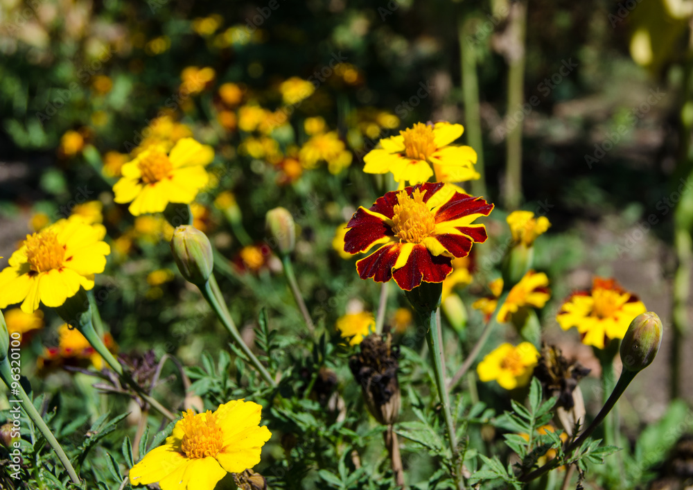Yellow and purple flowers tagetes