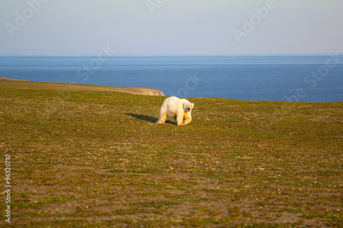 Unusual picture: polar bear on land in the polar day period. Novaya Zemlya archipelago, South island photo
