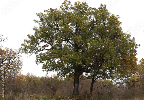 Spreading oak tree in autumn