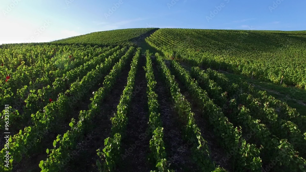 Champagne vineyards in the Cote des Bar area of the Aube department, Champagne-Ardennes, France, Europe, HD Movie (1920X1080, 29,7 fps) Champagne vineyards in the Cote des Bar area of the Aube department, Champagne-Ardennes, France, Europe, HD Movie (1920X1080, 29,7 fps)
