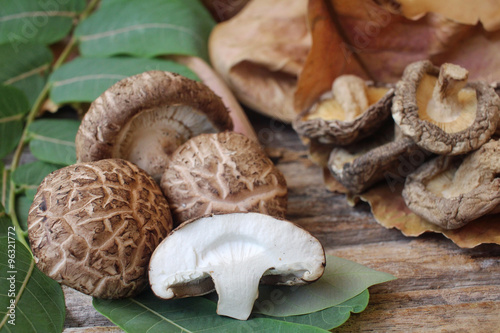 Shiitake mushroom