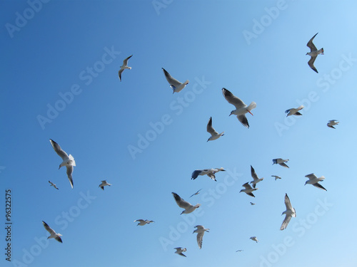 flock of flying seagulls in blue sky © Hgalina