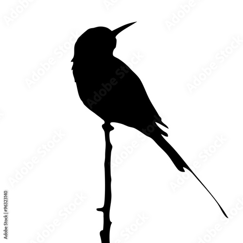 Green bee-eater on tree top