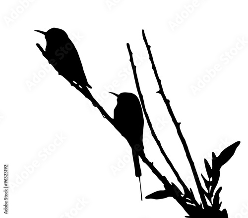 Bird couple on tree top (Green bee-eater)