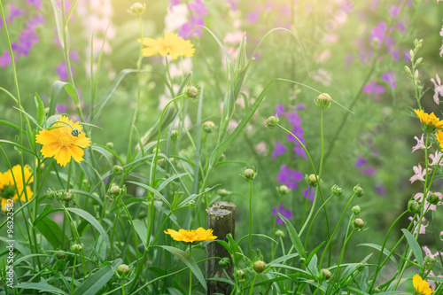 bright sunny meadow with flowers