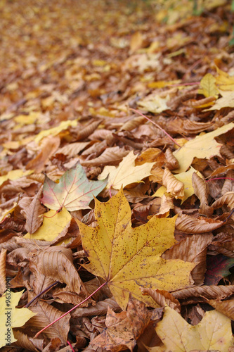 foglie cadute sul viale in autunno