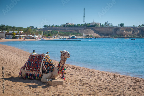 Camel resting on the beach of Sharm El Sheikh Egypt