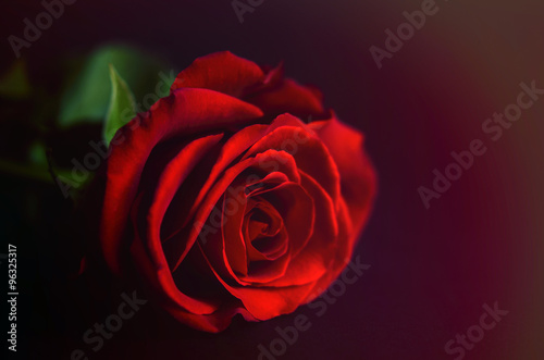Rote Rose, romantisch