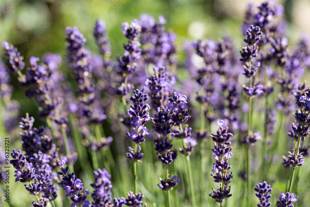 Obraz premium Garden with the flourishing lavender