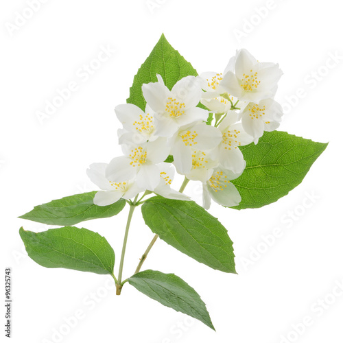 Jasmine flower isolated on white
