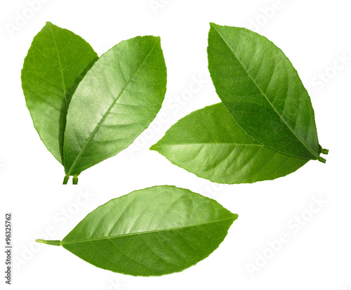 Fotografia, Obraz Lemon leaf isolated on white background