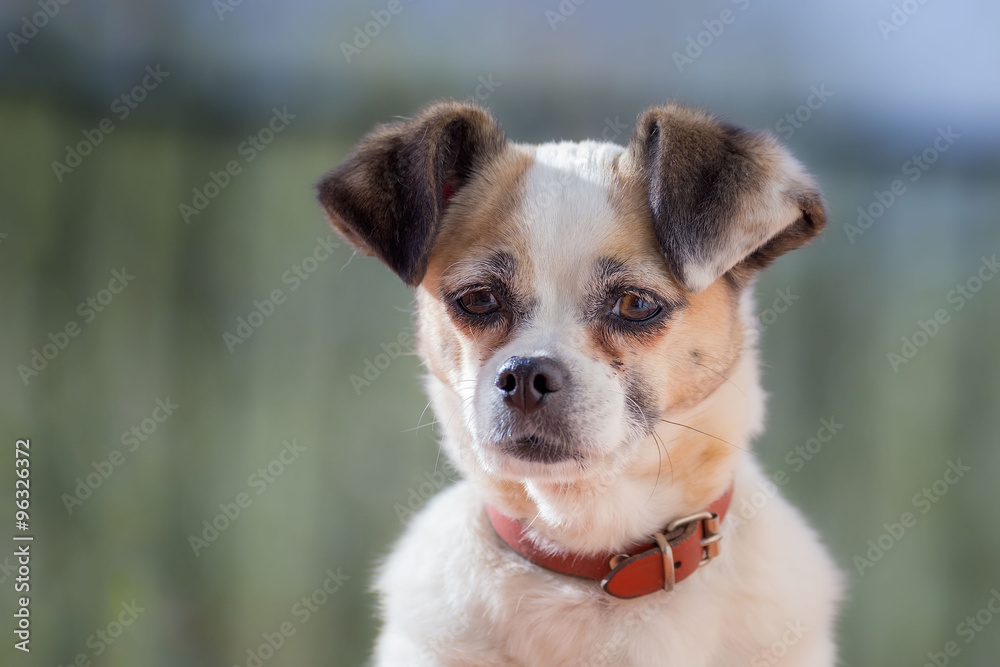 Retrato canino Retrato canino
