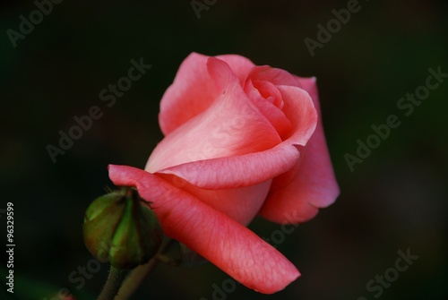 Rosa photo