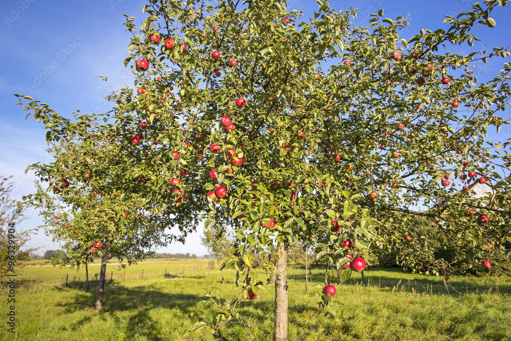 Landscape with Apple Tree in Autumn.