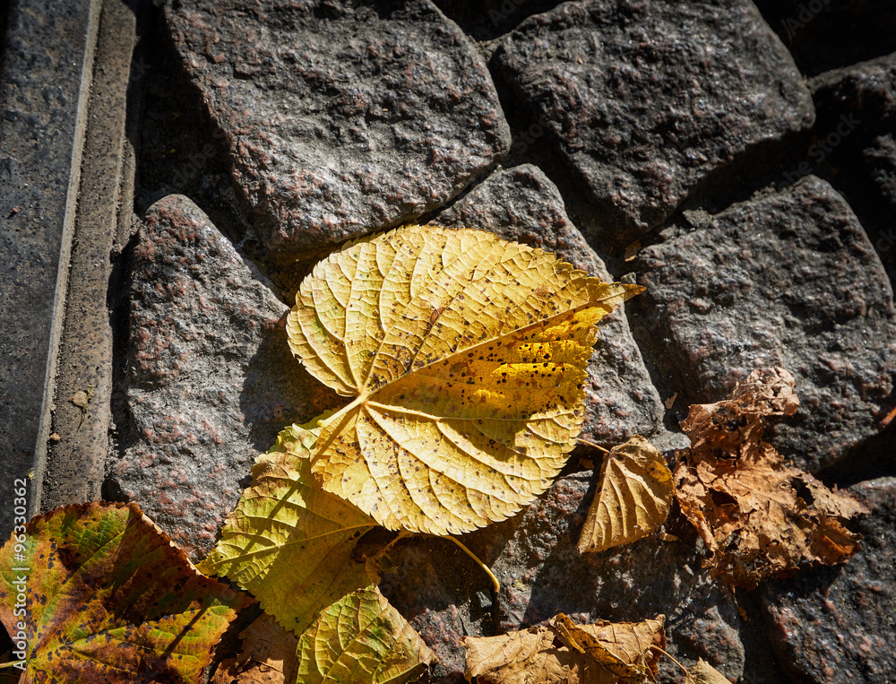 Autumn leaf on the street