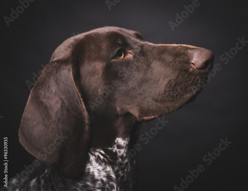 Fototapeta Naklejka Na Ścianę i Meble -  German shepherd dog studio portrait over black background