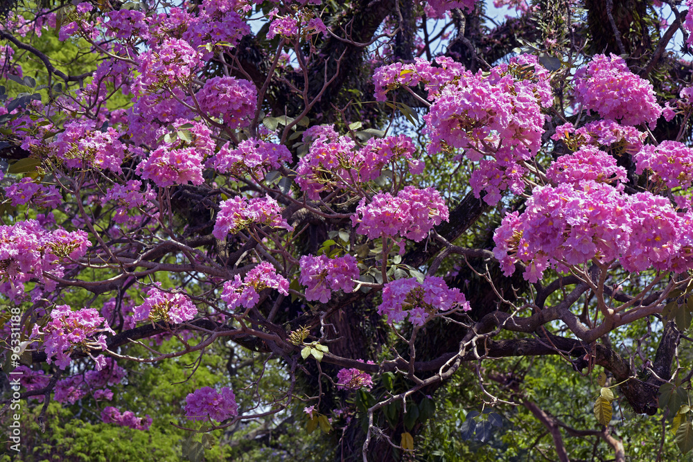Pink ipe or pink lapacho Pink ipe or pink lapacho