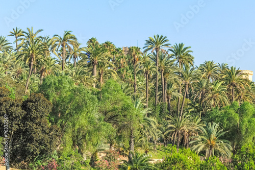 Wallpaper Mural Elche palm grove Torontodigital.ca