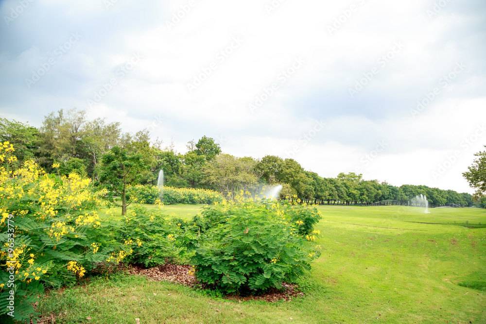 Green shrub with yellow flowers