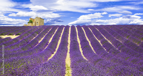 Fototapeta Naklejka Na Ścianę i Meble -  blooming violet feelds of lavander in Provance, France