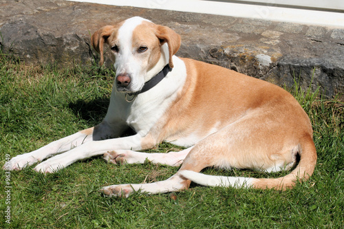 Hund sitzt auf einer Wiese