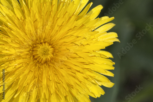 Dandelion flower  close-up