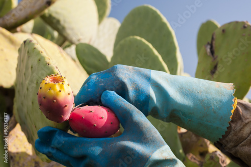 Close up view of a picker's hands with gloves while picking a prickly pear  from a cactus plant photo