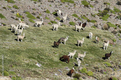 Flock of lamas near Guallatire village photo