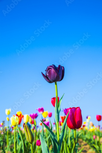 Fototapeta Naklejka Na Ścianę i Meble -  field with blooming colorful tulips
