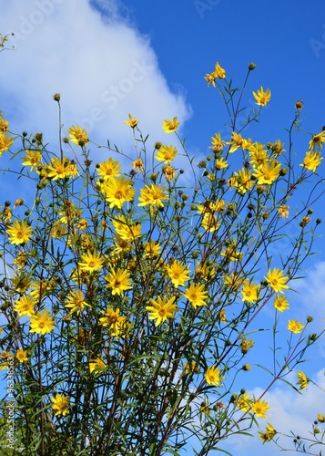 Kleine Sonnenblumen hochwachsend vor Himmelblau