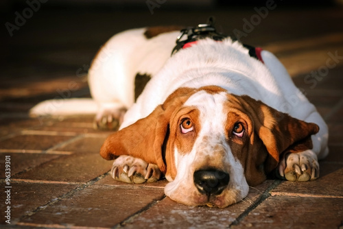 cute and sweet basset