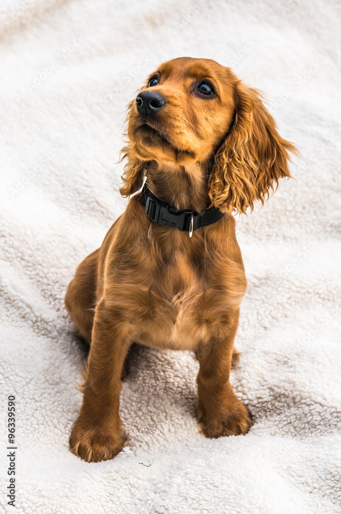 English cocker spaniel puppy isolated on white blanket