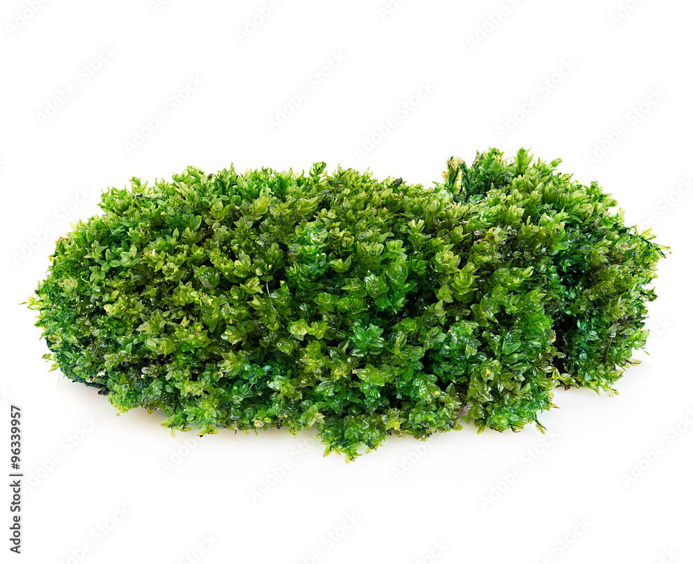 Beautiful green moss close-up isolated on a white background. Beautiful green moss close-up isolated on a white background.