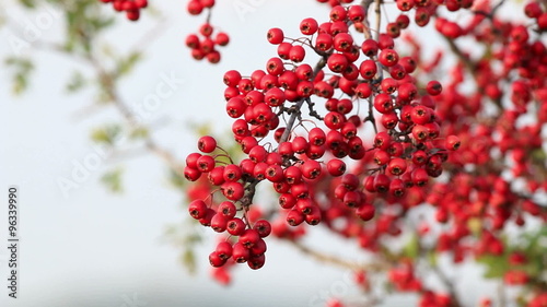 Mature nice red hawthorn berries
