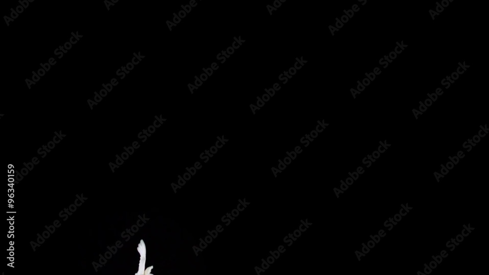 White bird flapping on black background shooting with high speed camera, phantom flex.