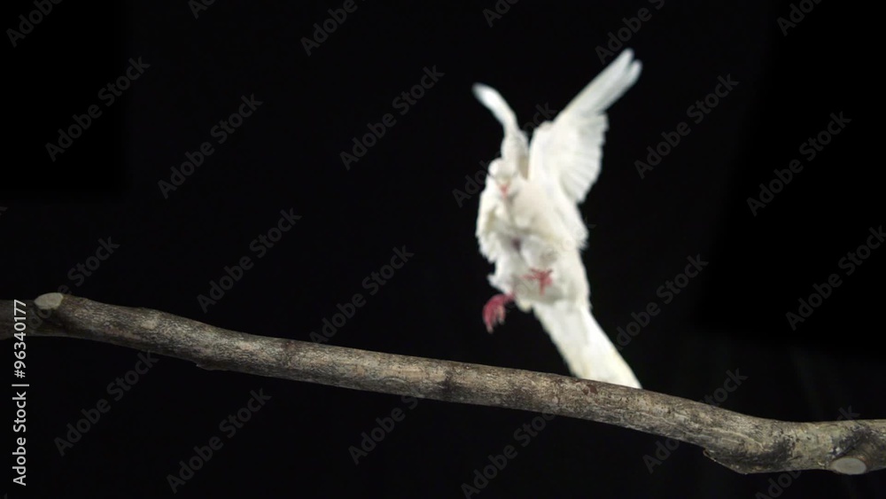 White bird landing on branch shooting with high speed camera, phantom flex