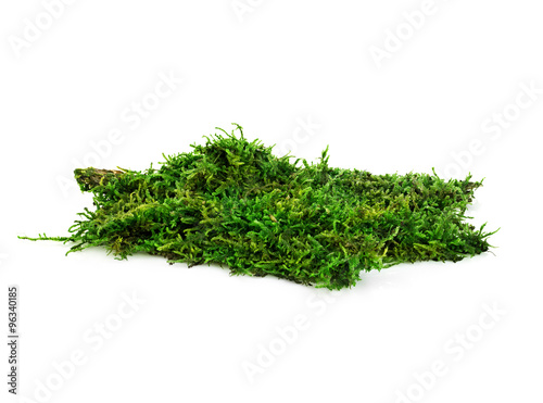 Beautiful green moss close-up isolated on a white background.